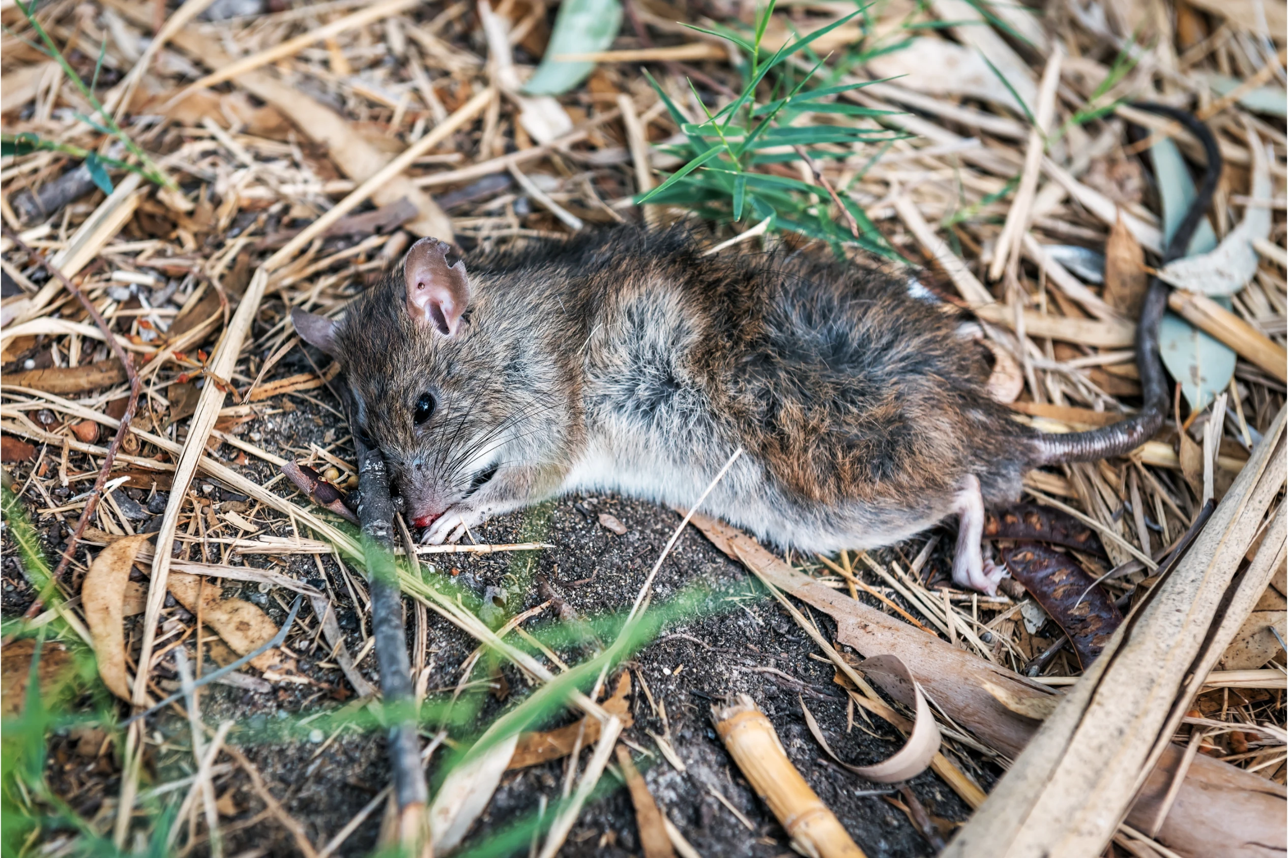 Rodent Pest Control Melbourne