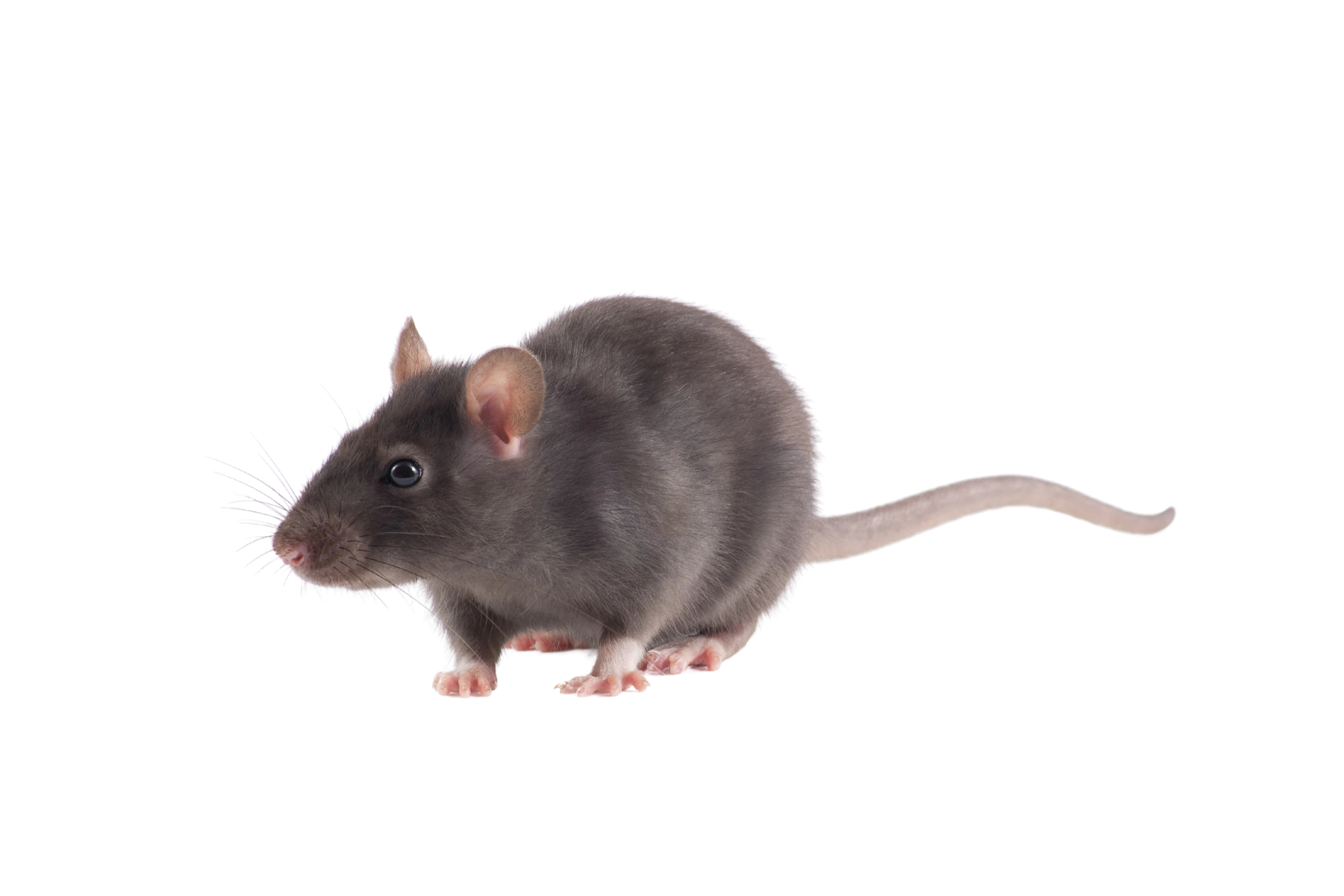 Rodent Pest Control Melbourne