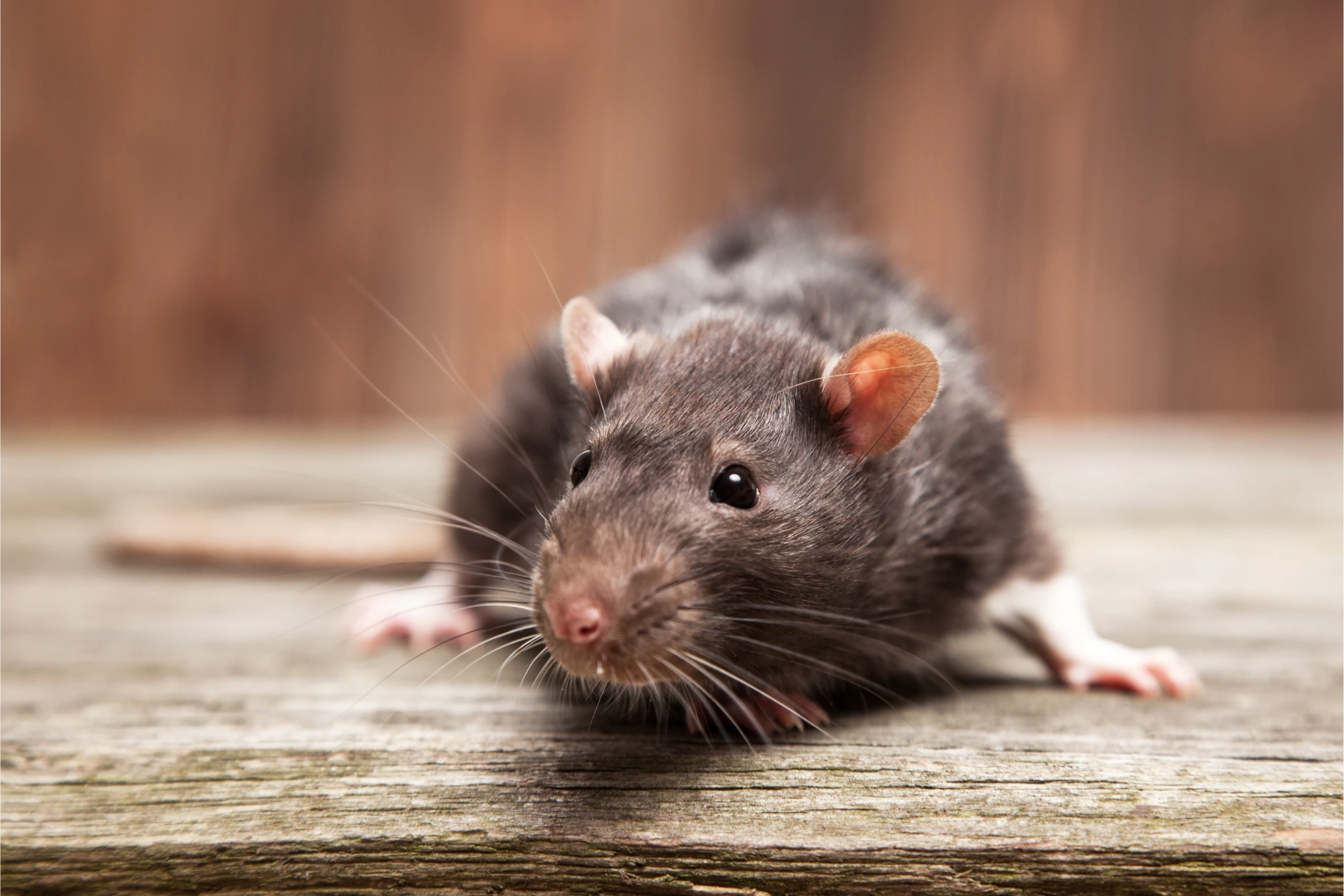 Rodent Pest Control Melbourne