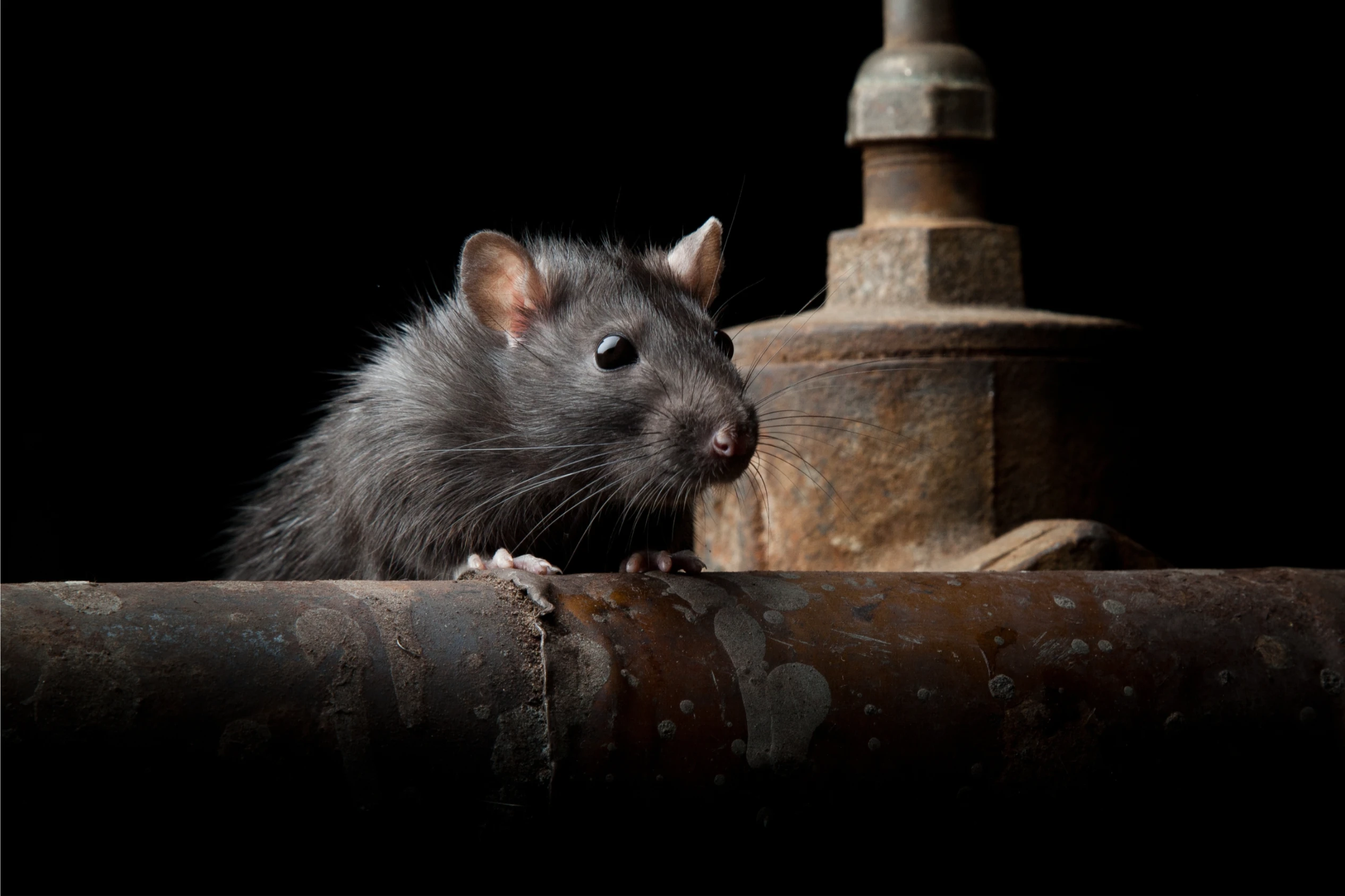 Rodent Pest Control Melbourne